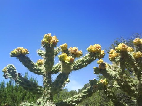 038 Three Rivers Nat Forest Cactus 26th Aug 2010.jpg